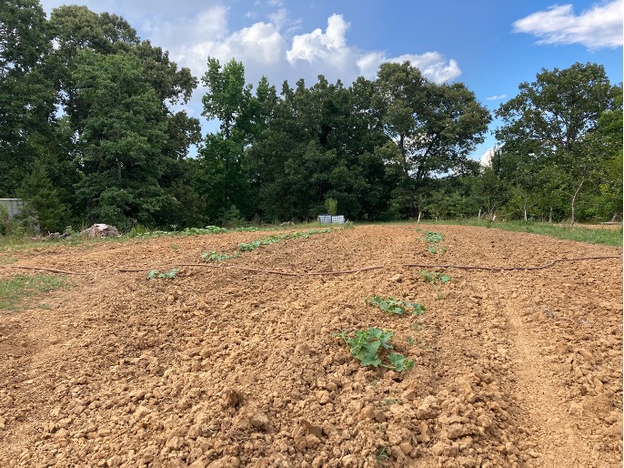Brown’s farm operation included annual vegetable plots, Saw Mill, Beef Production, Herb Production, Perennial Berry/Fruit, Mushrooms, Seed Production, Season extension