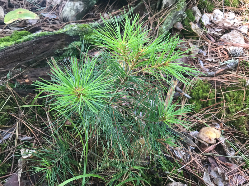 A photo of a red pine sapling with green needles and a background of brown colored dead pine needles and green moss.