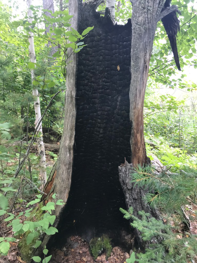 A photo of a hollow tree stump with an interior charred by fire surrounded by green trees and green plants in the understory.