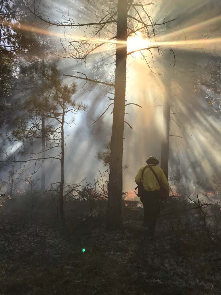 A photo of a wildland fire practitioner wearing protective gear including a yellow long sleeve shirt and a helmet walking through a forest while small flames creep across the landscape. Sun shines through the trees and smoke.