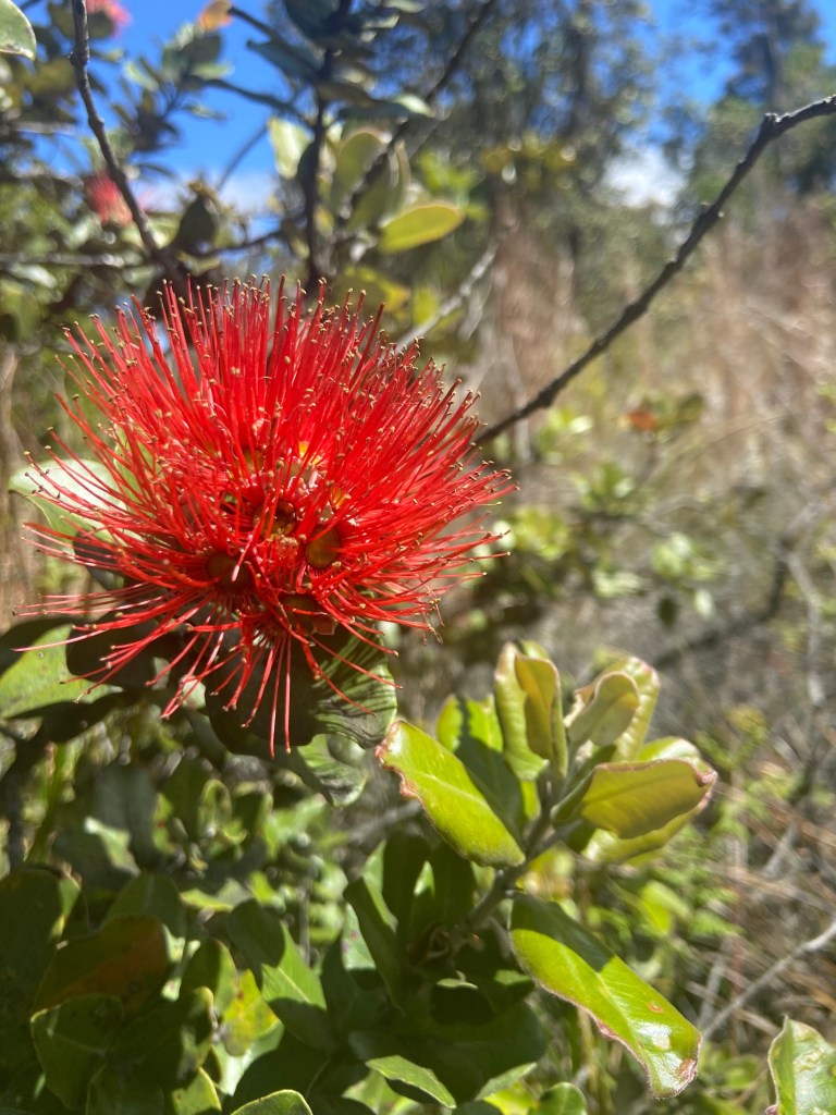 A pom-pom shaped red blossom.